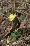 Carolina frostweed